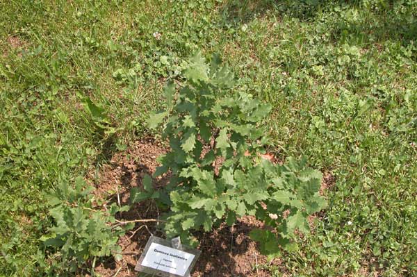 quercus lusitanica 01