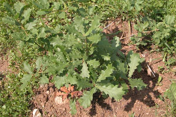 quercus lusitanica 02