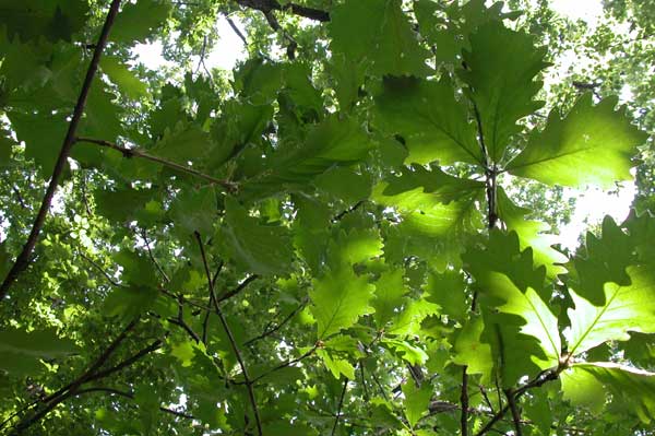 quercus macranthera 01