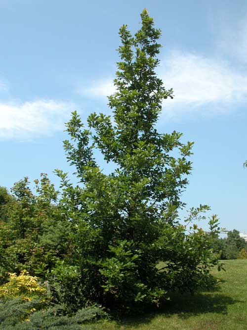 quercus macranthera 02