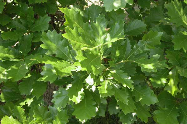 quercus macranthera 03