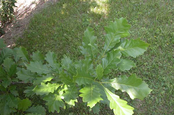 quercus macranthera 04