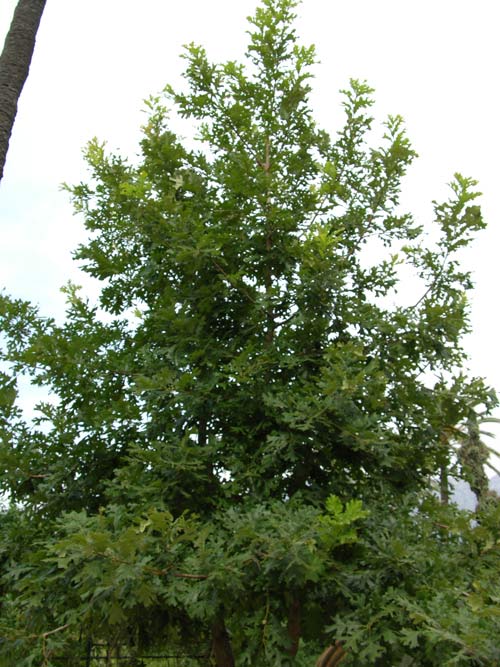 quercus macrocarpa 03