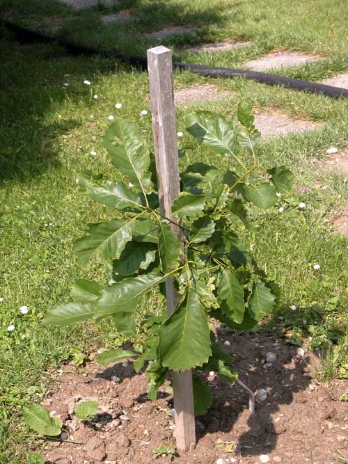 quercus muehlenbergi 01