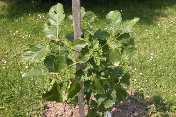 quercus muehlenbergi 02
