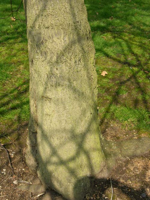 quercus palustris 01