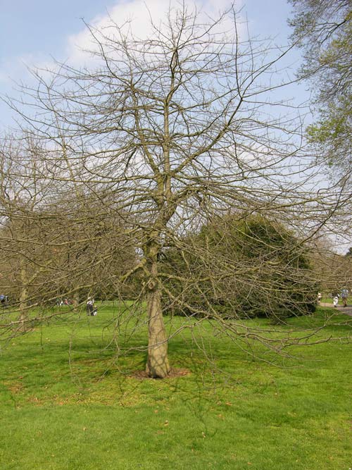 quercus palustris 02