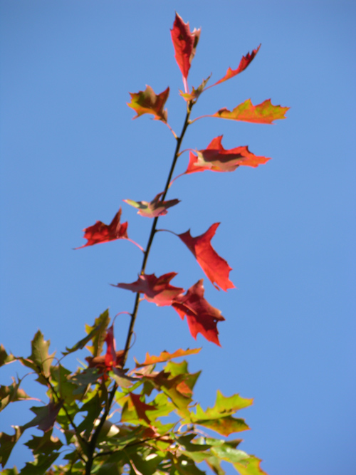 quercus palustris 03