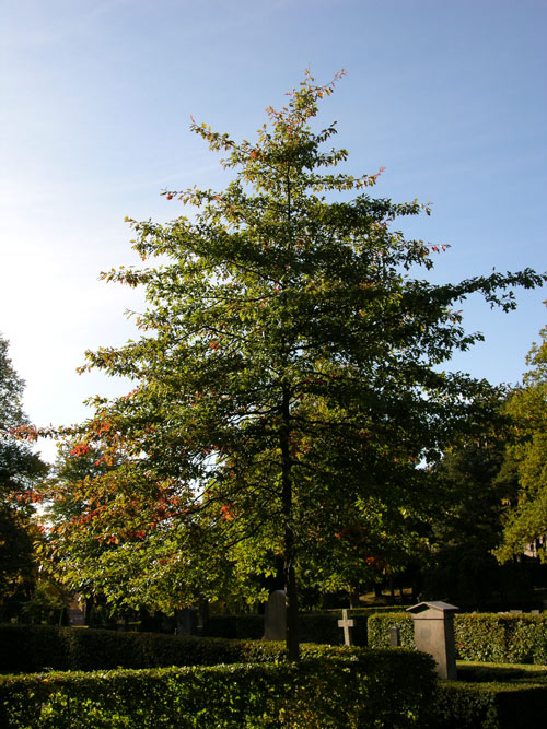 quercus palustris 04