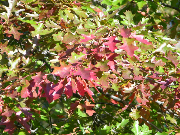 quercus palustris 05