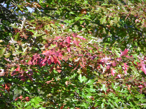 quercus palustris 06