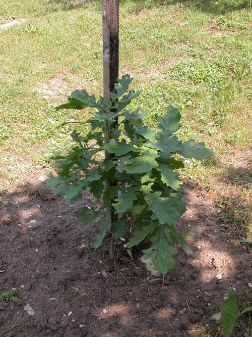 quercus pedunculiflora 01