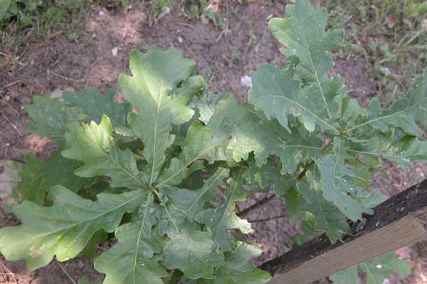 quercus pedunculiflora 02