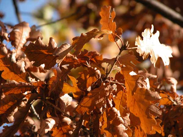 quercus petraea 01