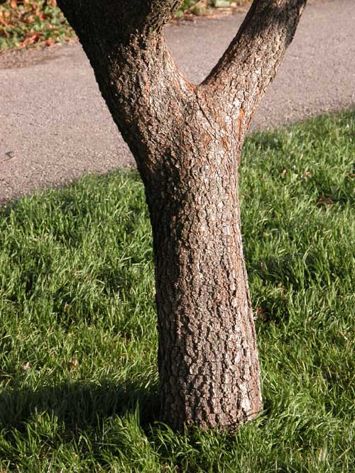 quercus petraea 02