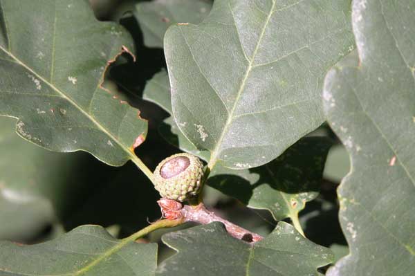 quercus petraea 03