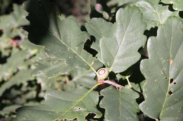 quercus petraea 04