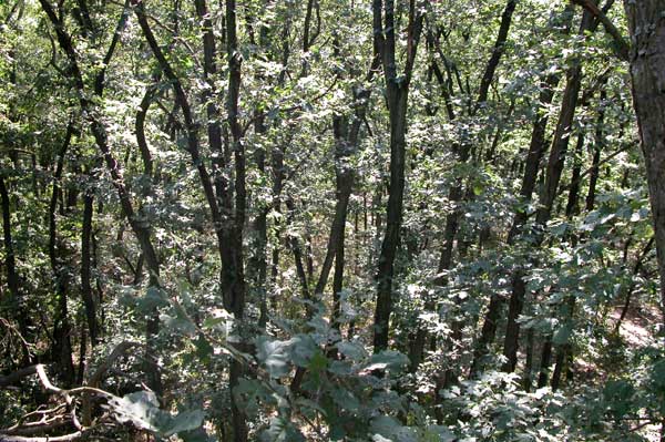 quercus petraea 05