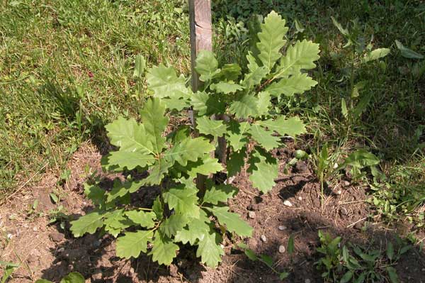 quercus polycarpa 01