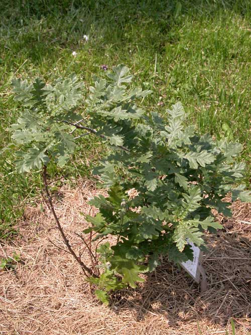 quercus pyrenaica 01