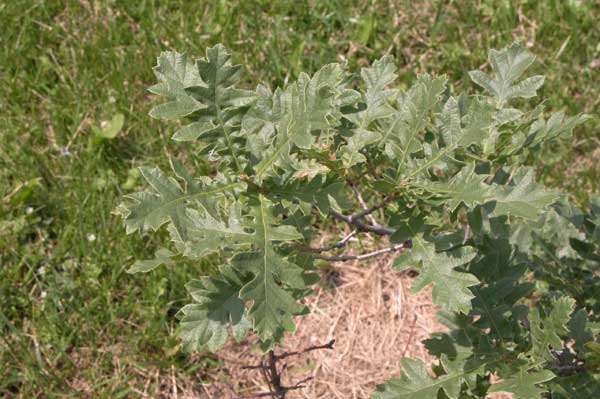 quercus pyrenaica 02