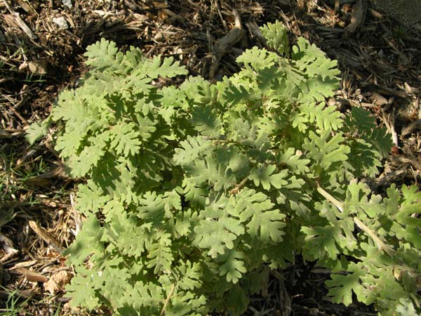 quercus pyrenaica 03