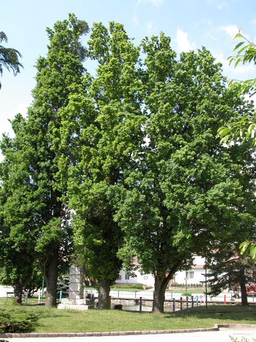 quercus robur fastigiata 01