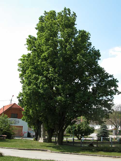 quercus robur fastigiata 02