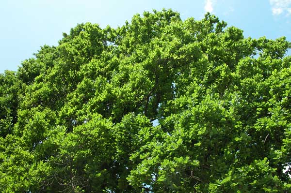 quercus robur fastigiata 03