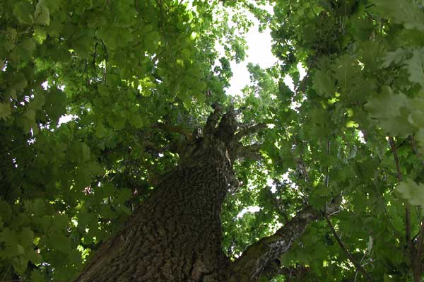 quercus robur fastigiata 04