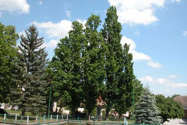 quercus robur fastigiata 05