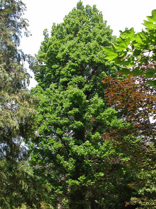 quercus robur fastigiata 06