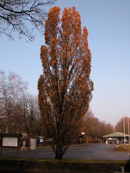 quercus robur fastigiata 07