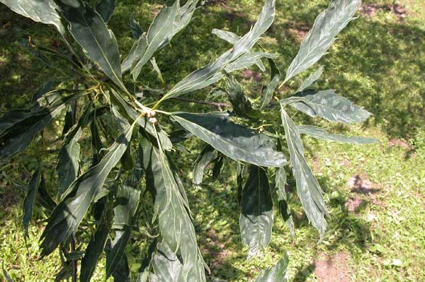 quercus robur filicifolia 02
