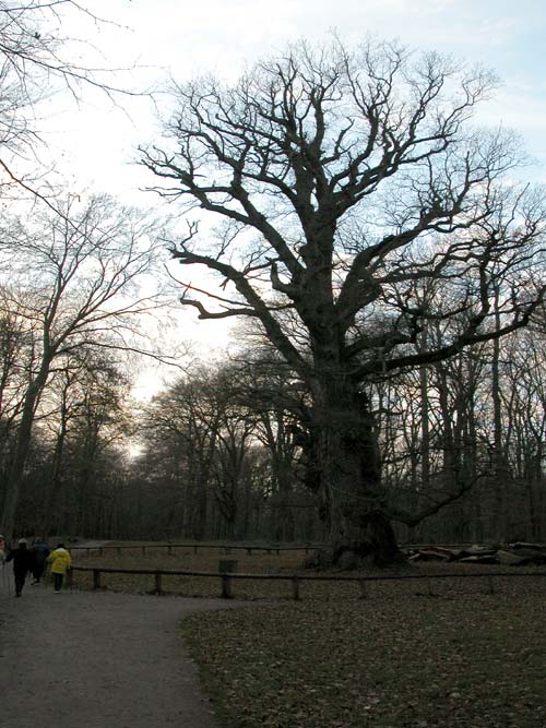 quercus robur 01