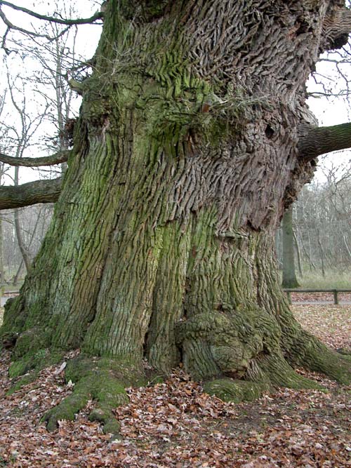 quercus robur 05