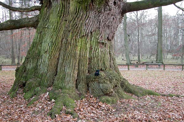 quercus robur 06