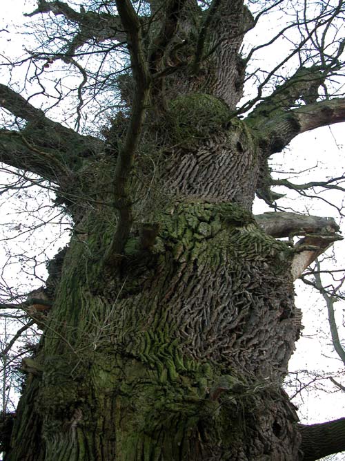 quercus robur 07