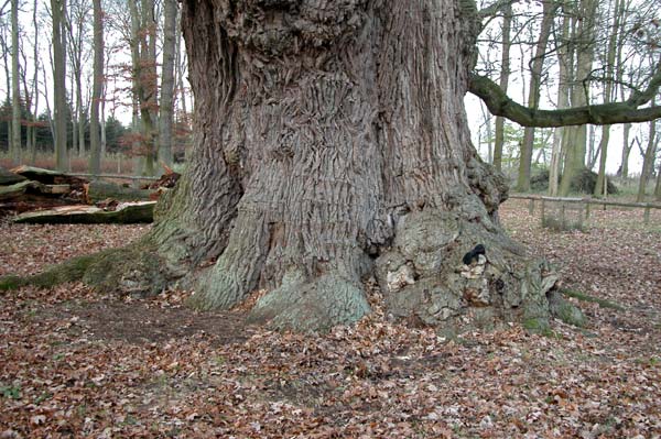 quercus robur 08