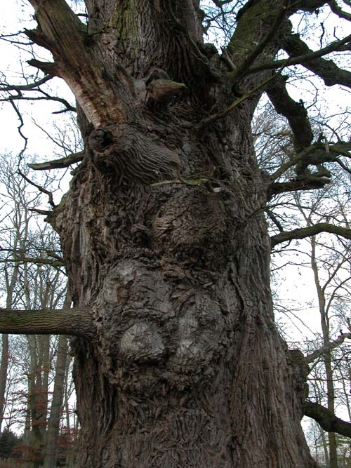 quercus robur 09