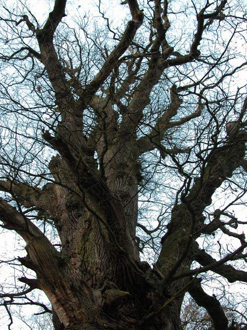 quercus robur 10