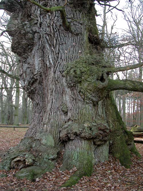 quercus robur 11