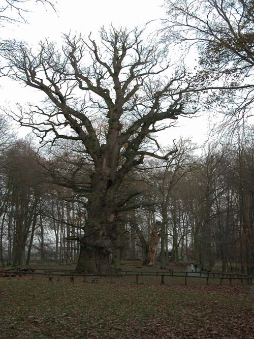 quercus robur 12