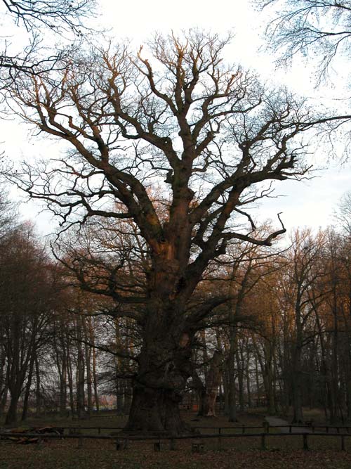 quercus robur 13