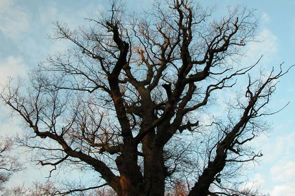 quercus robur 14