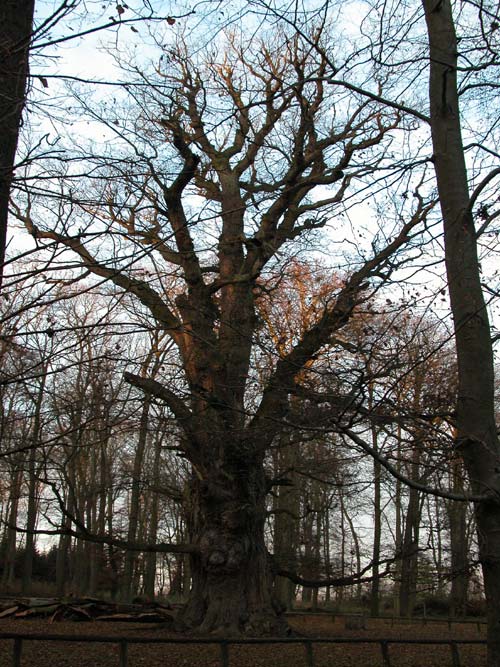 quercus robur 15