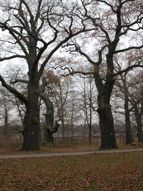 quercus robur 16