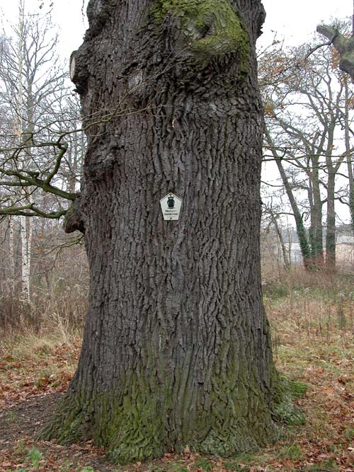 quercus robur 17