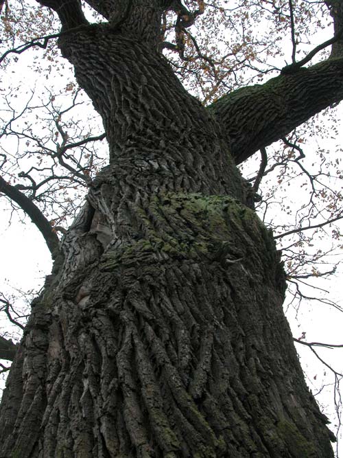 quercus robur 18