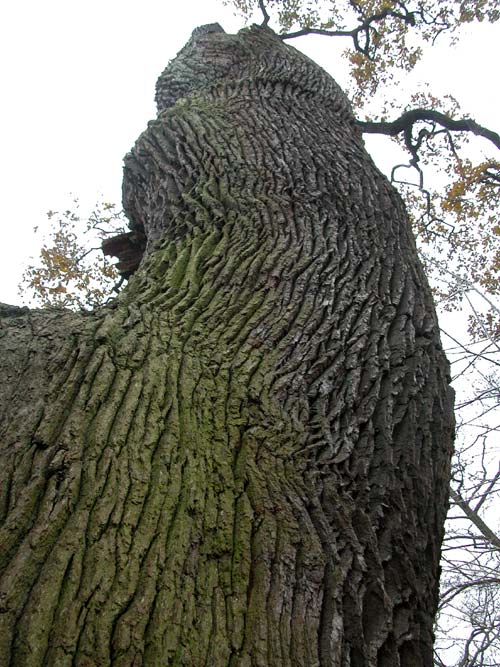quercus robur 19